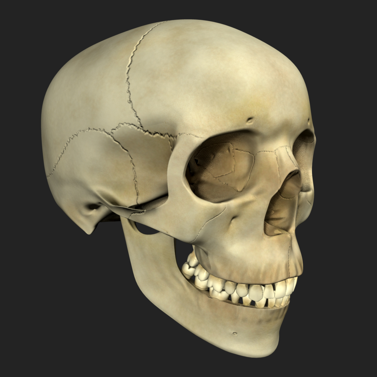 人类的头骨3d模型