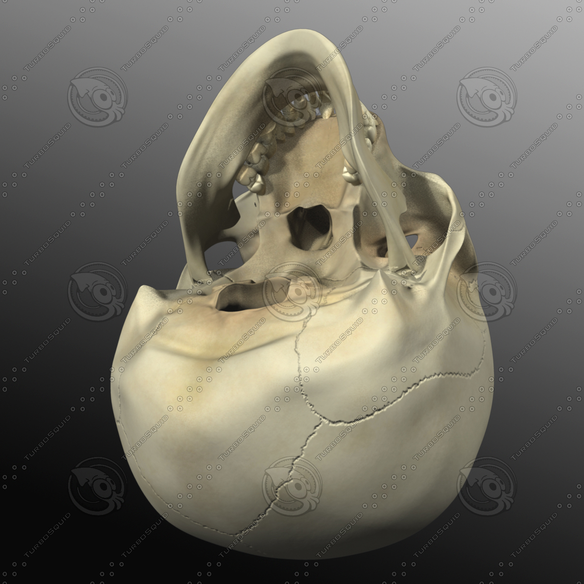 3d model human skull