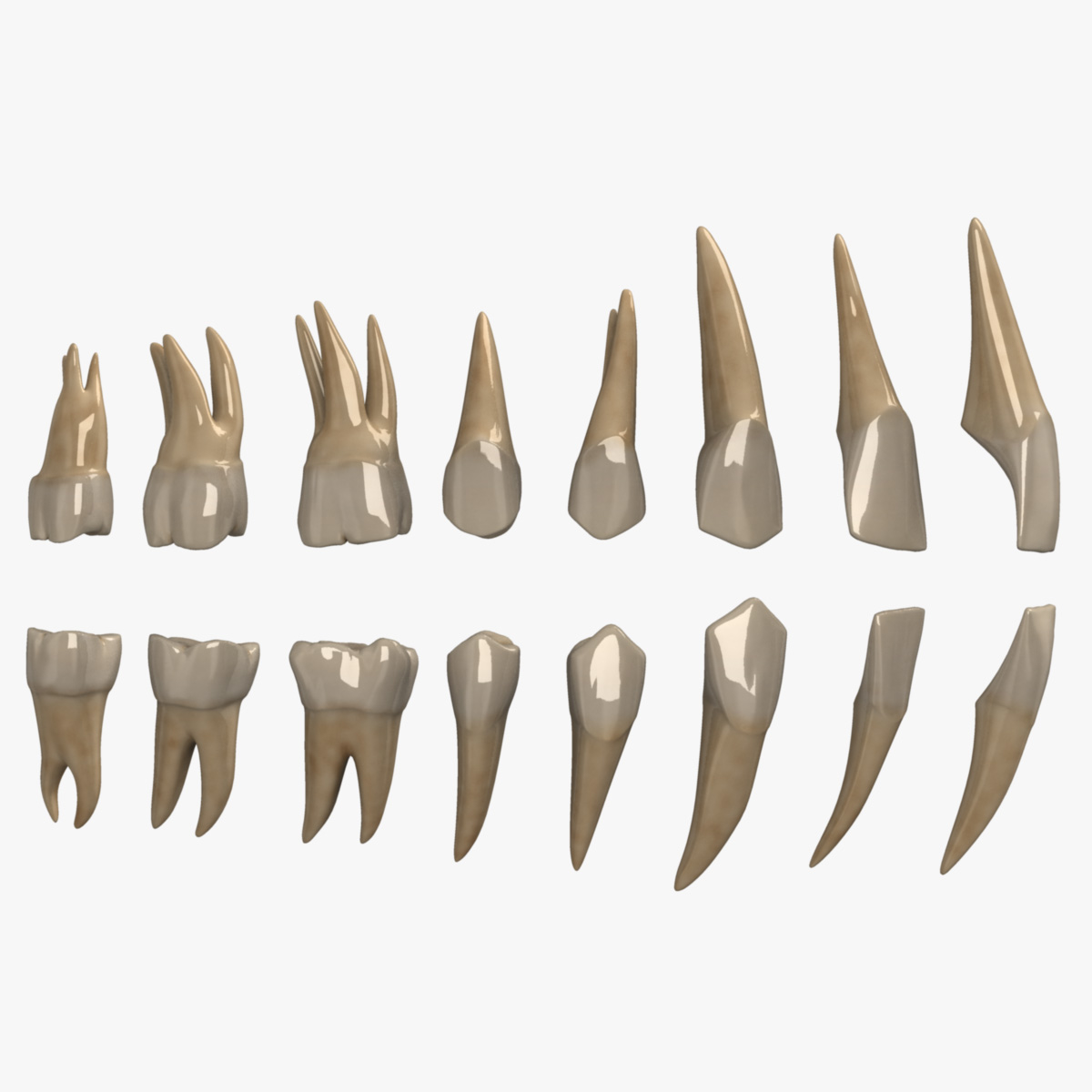 牙齒和牙齦3d模型