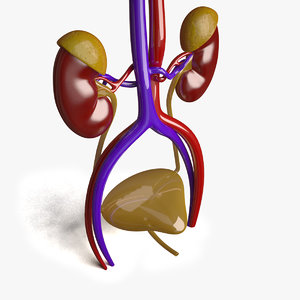 3d model of kidneys -