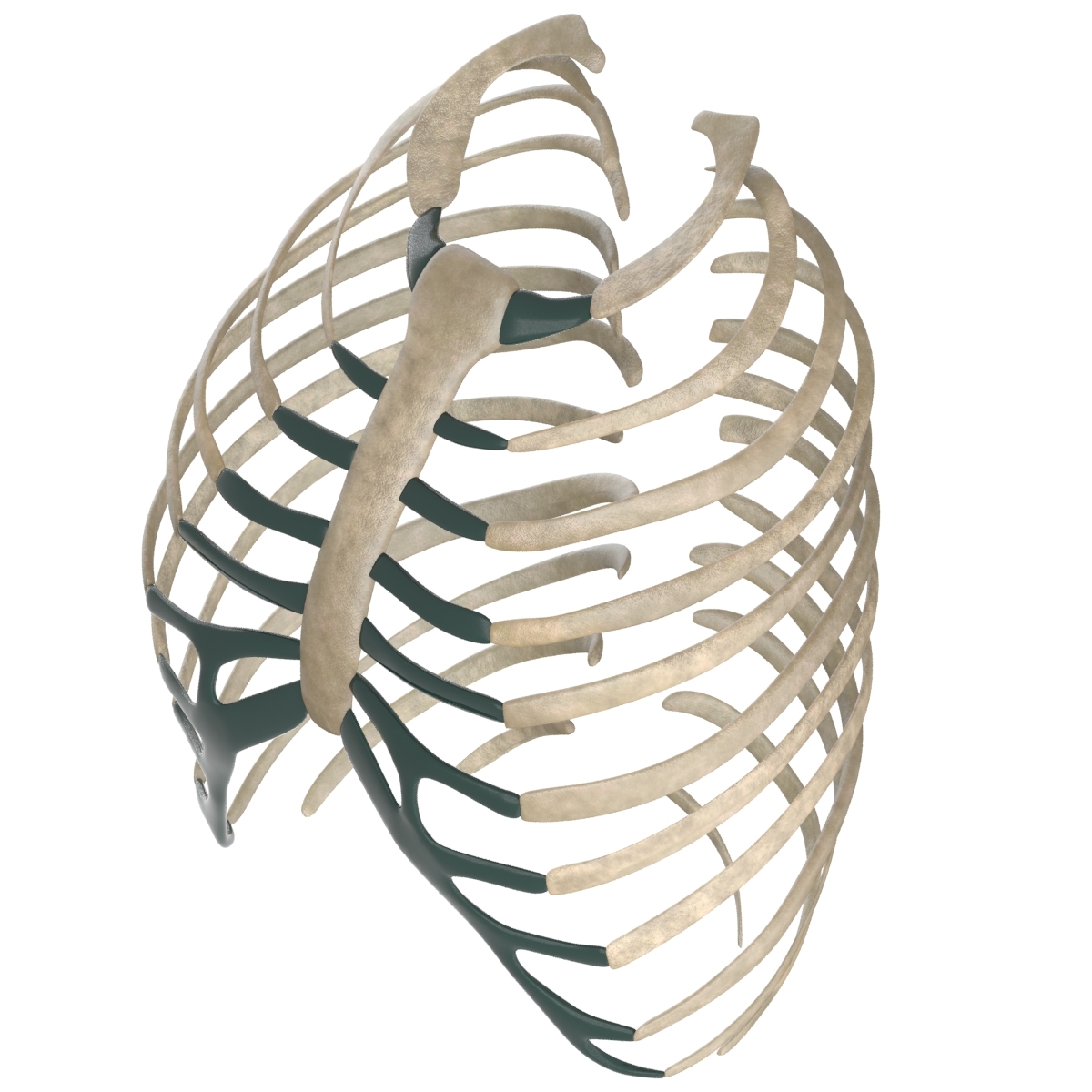 3d sternum ribs