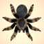 mexican redknee tarantula hair fur 3d obj
