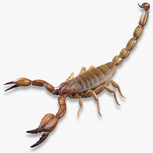 brown scorpion 3d model