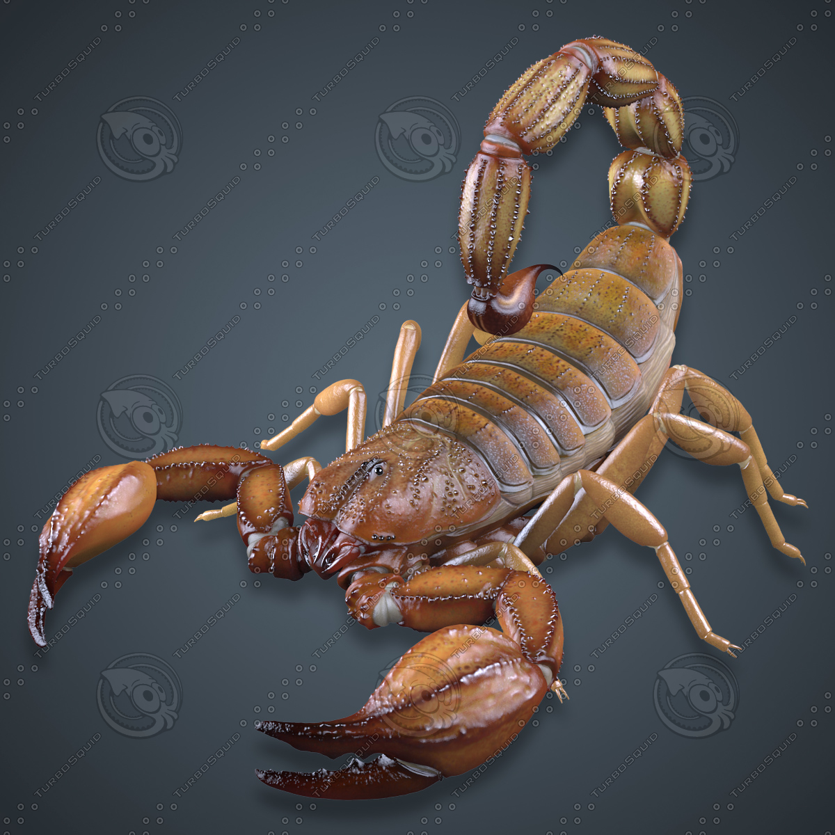 3d scorpion model