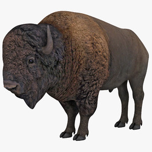 3d bison animal