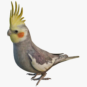 cockatiel bird parrot 3d obj