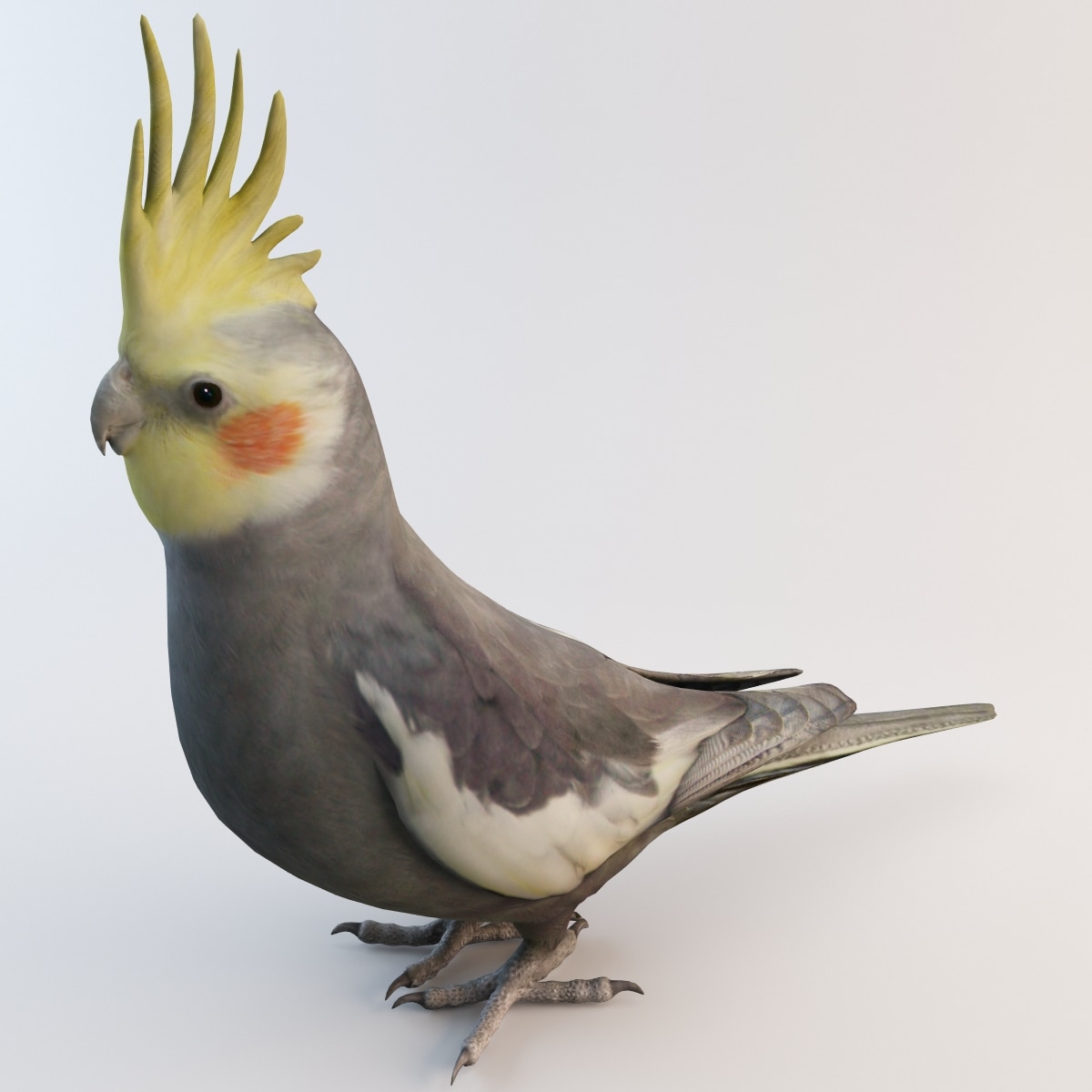 cockatiel bird parrot 3d obj