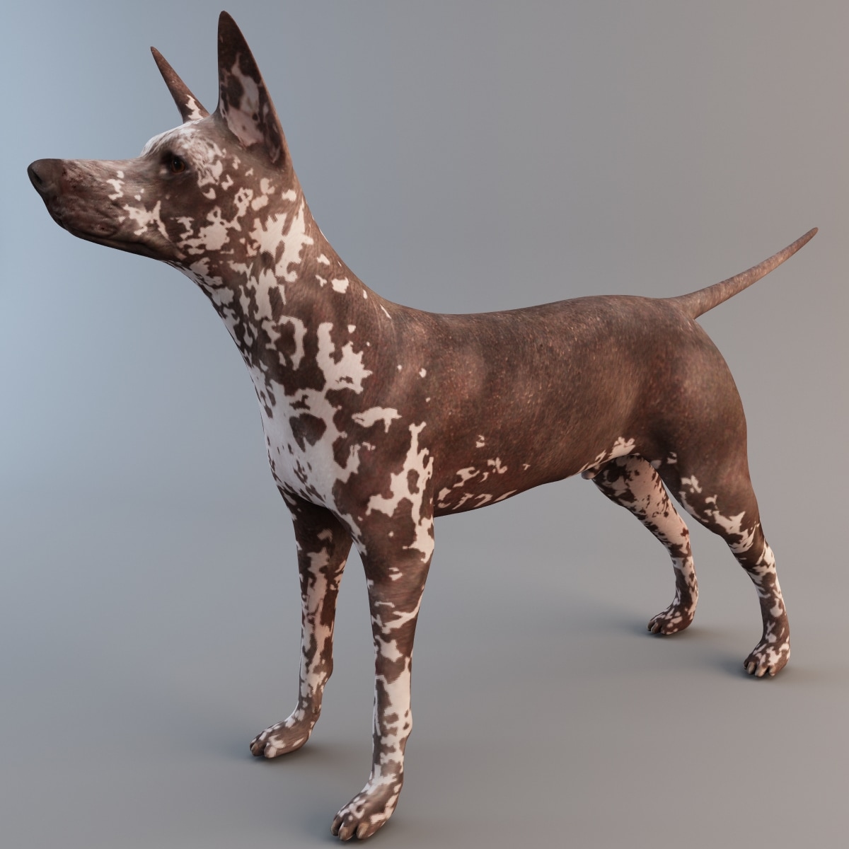 mini toy xoloitzcuintli