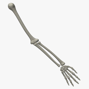 human skeletal arm 3d model