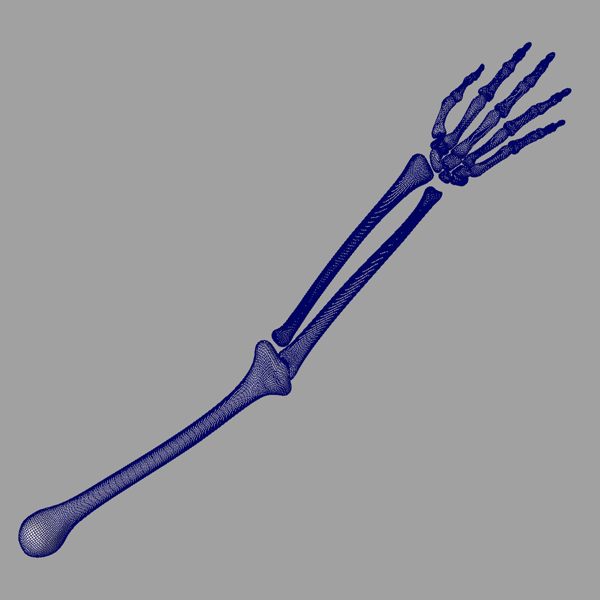 human skeletal arm 3d model