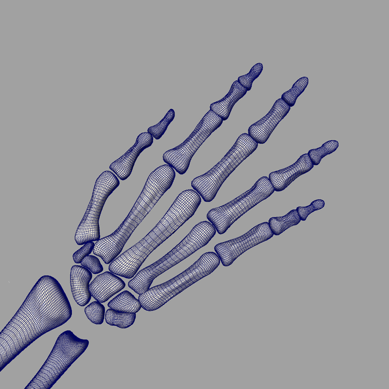 human skeletal arm 3d model