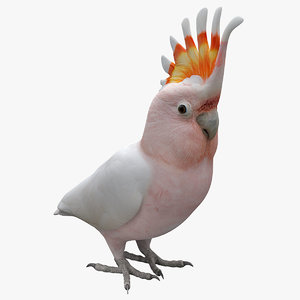 major mitchell cockatoo bird 3d 3ds