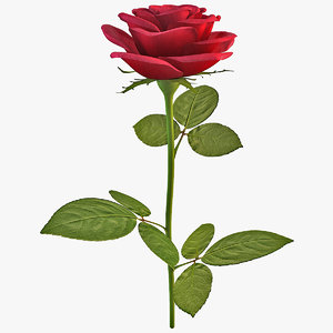 rose flower 2 lwo