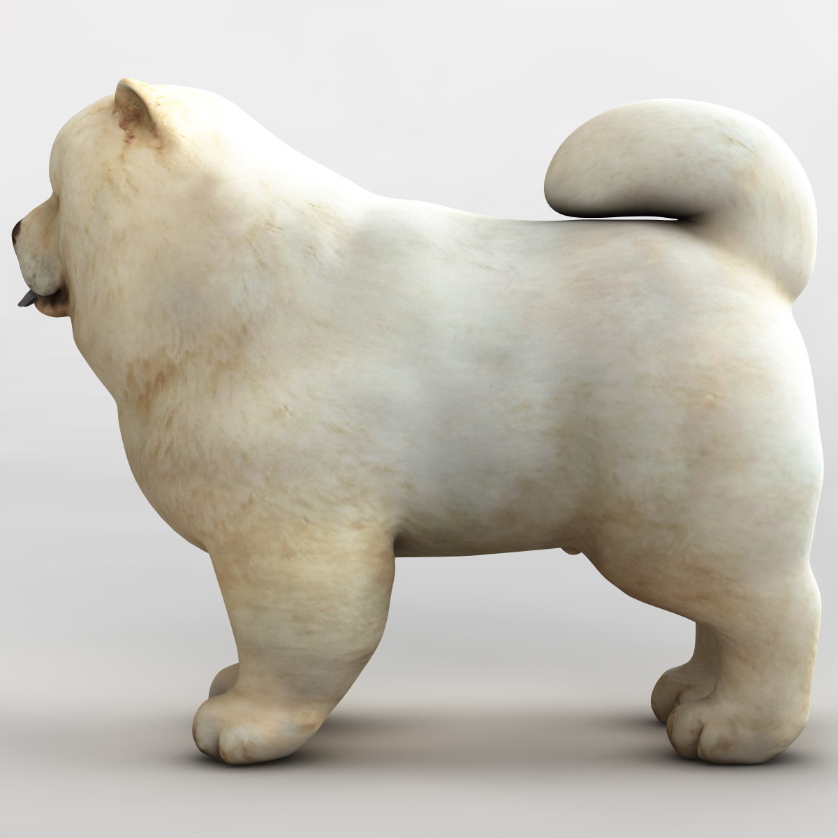 Chow Dog 3d Max