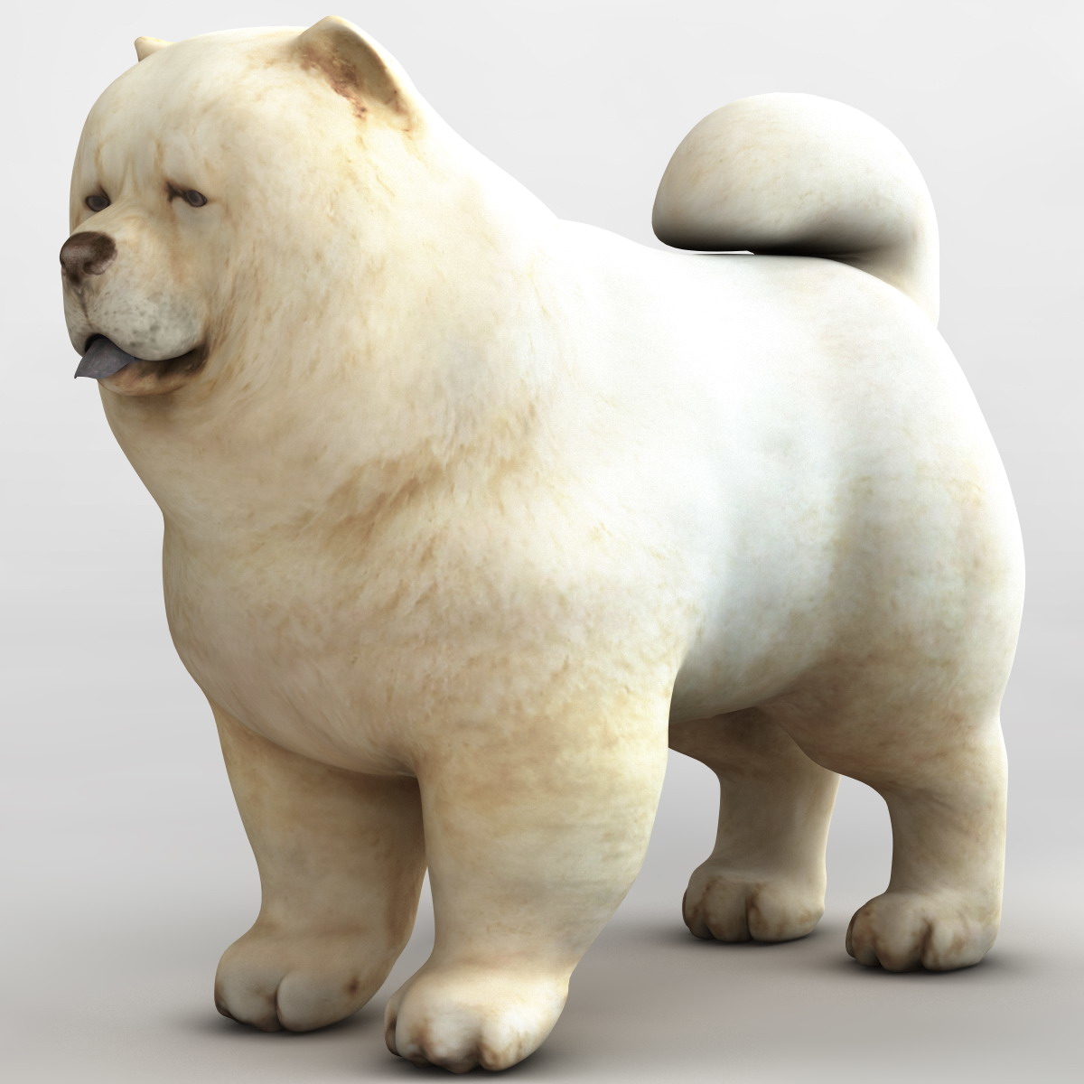 Chow Dog 3d Max