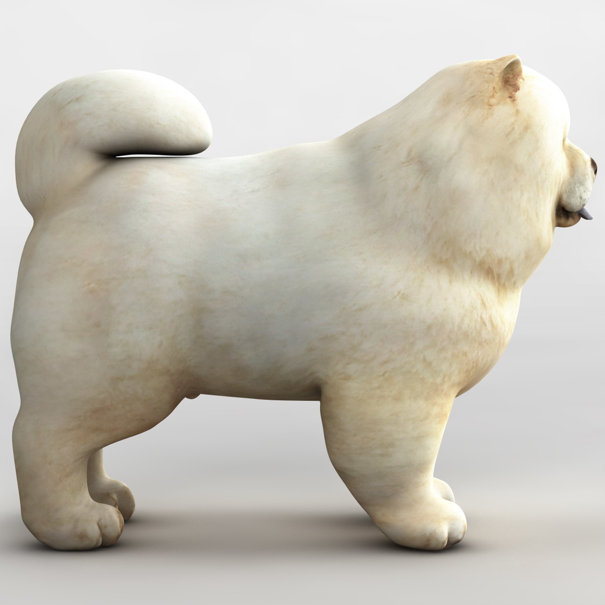 chow dog 3d max