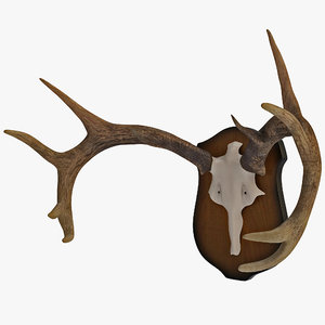 3d model mounted antlers