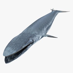 3ds bryde s whale