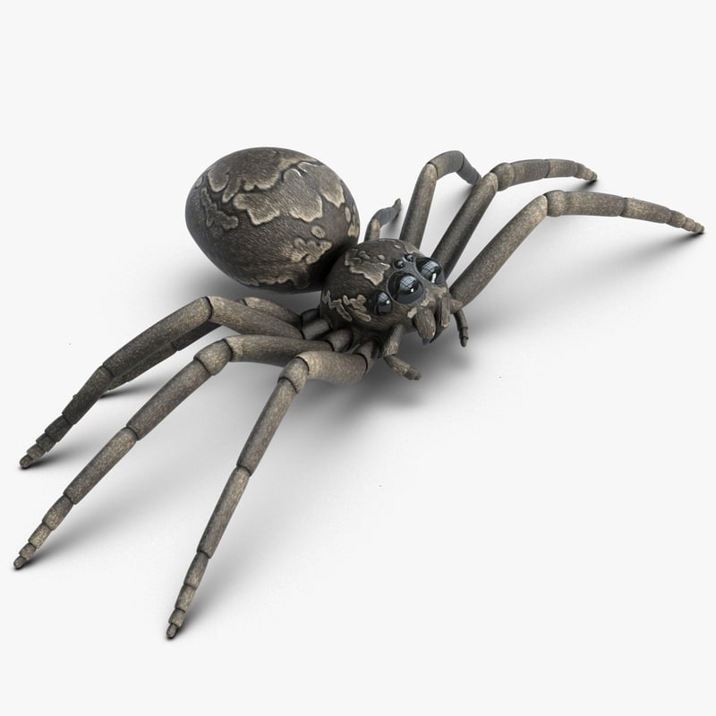 3d model spider 2