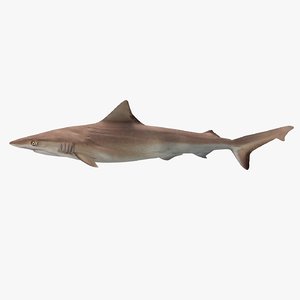 bronze whaler shark 3d model