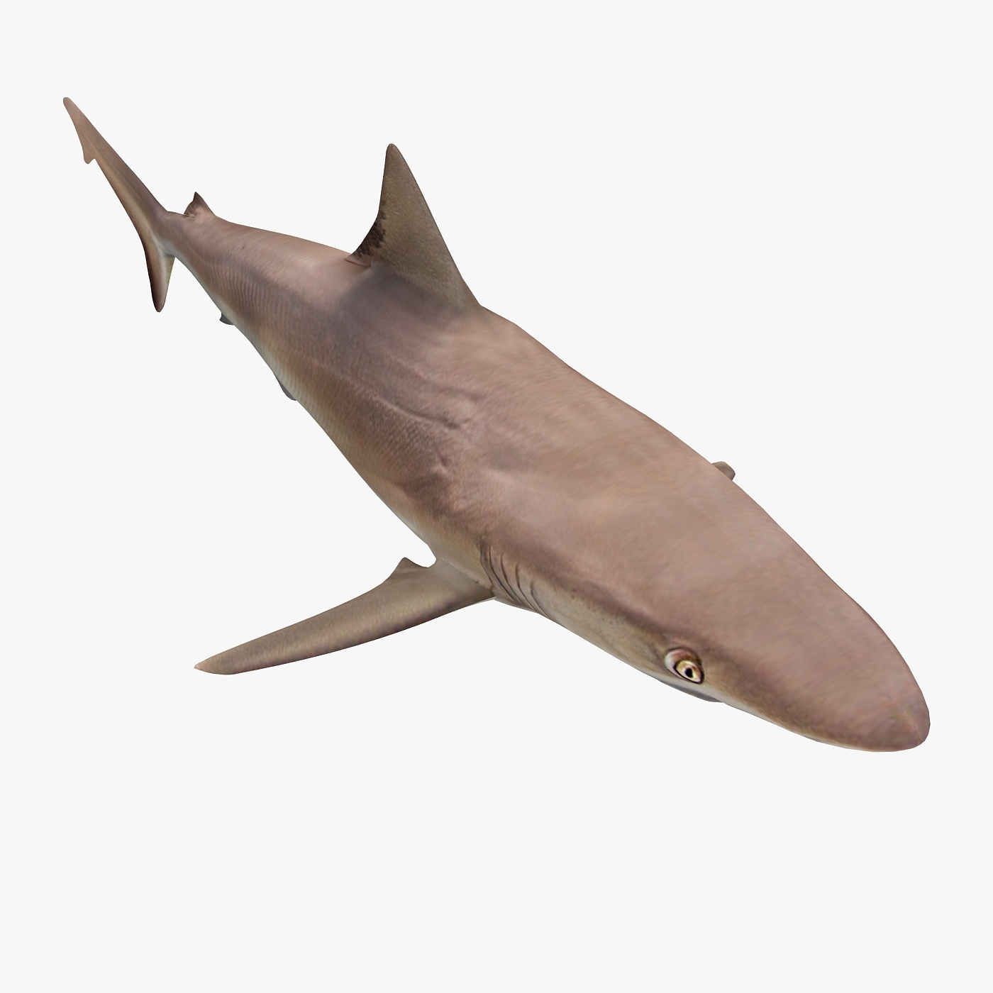 bronze whaler shark 3d model