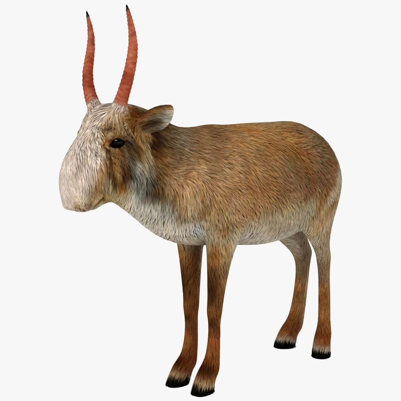 Saigauantilope