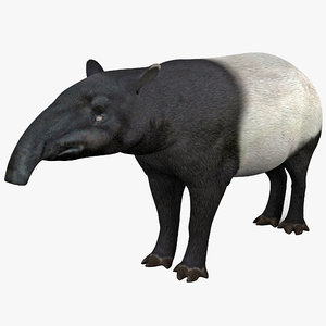 3d tapir animal modelled