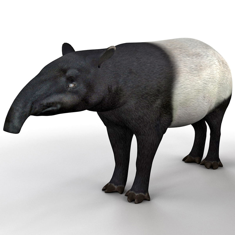 3d tapir animal modelled