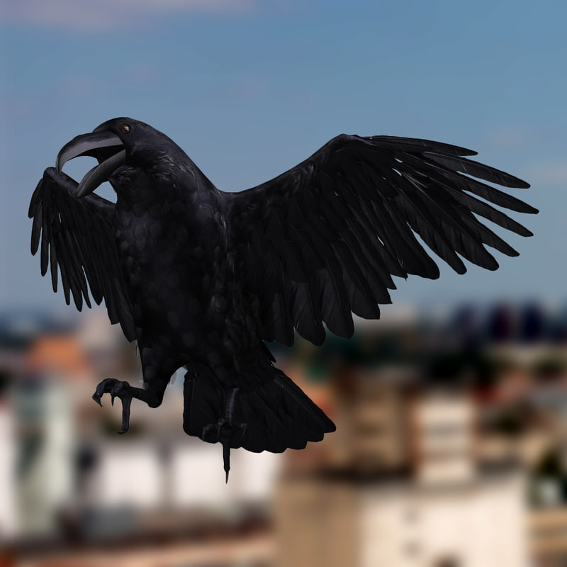 corvus corax common raven 3d model