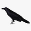 corvus corax common raven 3d model