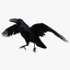 corvus corax common raven 3d model