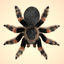 maya mexican tarantula fur