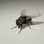 maya housefly animation