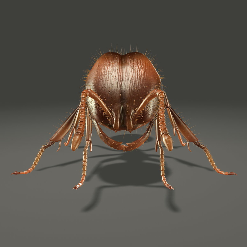 3d Ant Animation Model