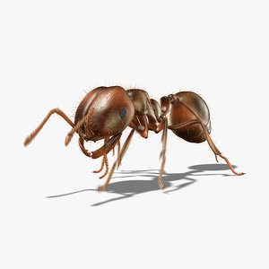 3d ant animation model