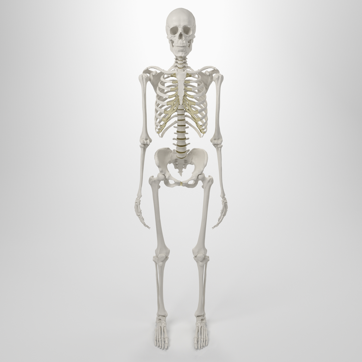 3d accurate human skeleton model