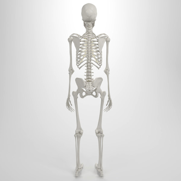 3d accurate human skeleton model