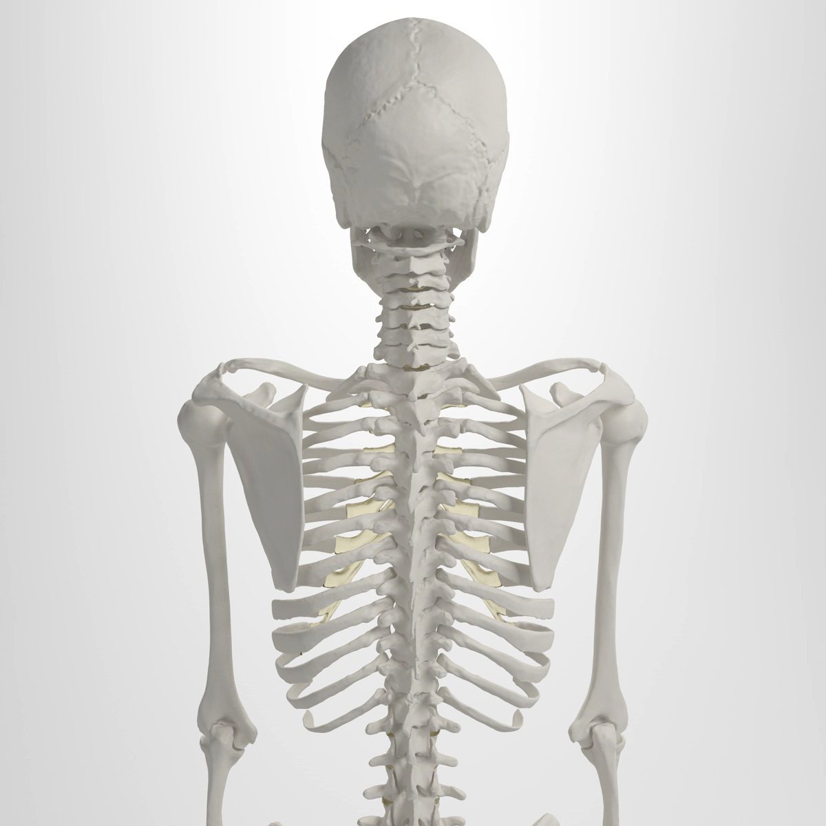 3d accurate human skeleton model