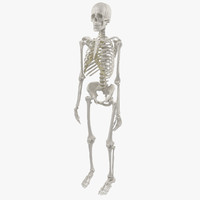 human skeleton 3d models