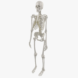 3d accurate human skeleton model