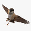 house sparrow passer domesticus 3d obj