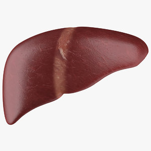 3d model liver