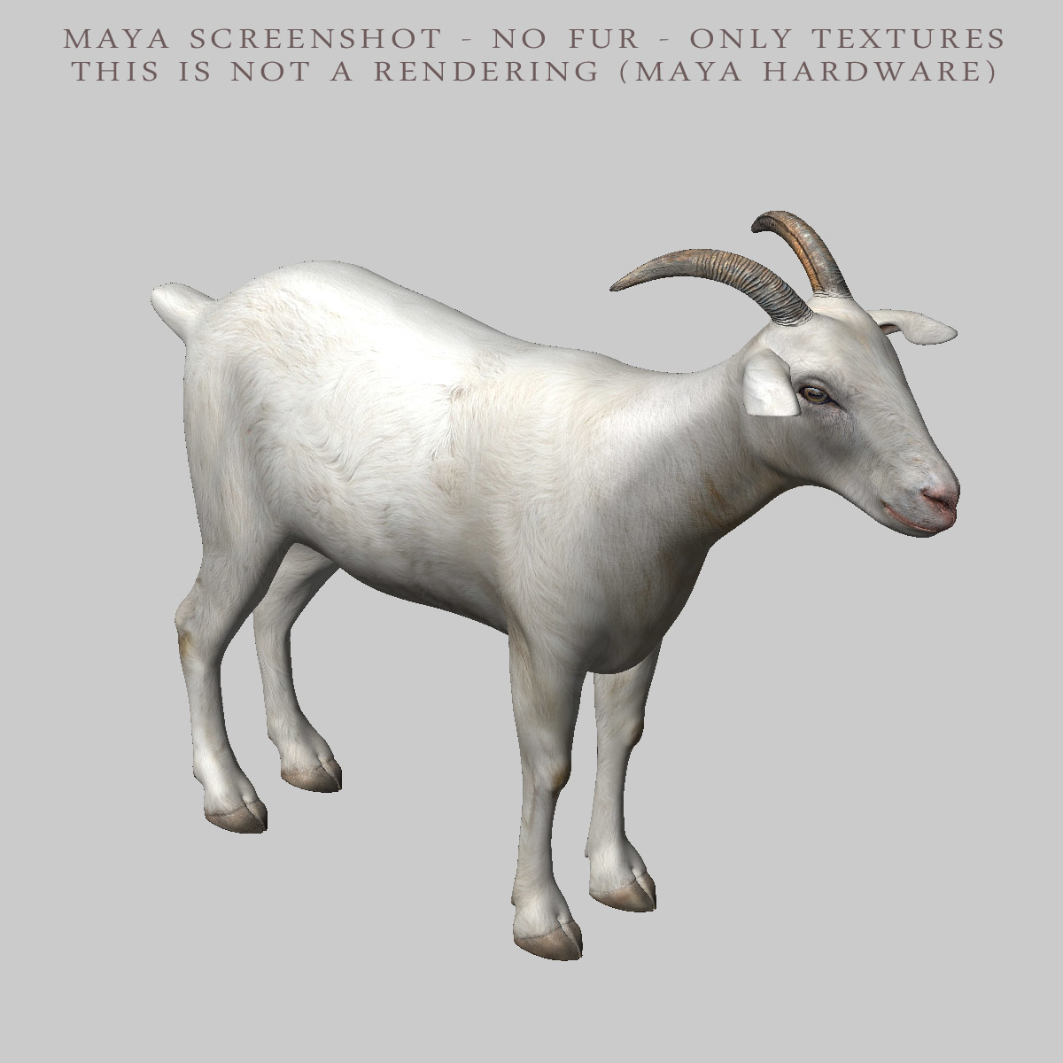 Goat Fur Animation 3d Model