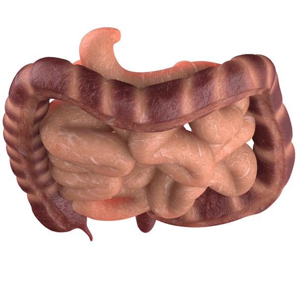 3d intestine small large model