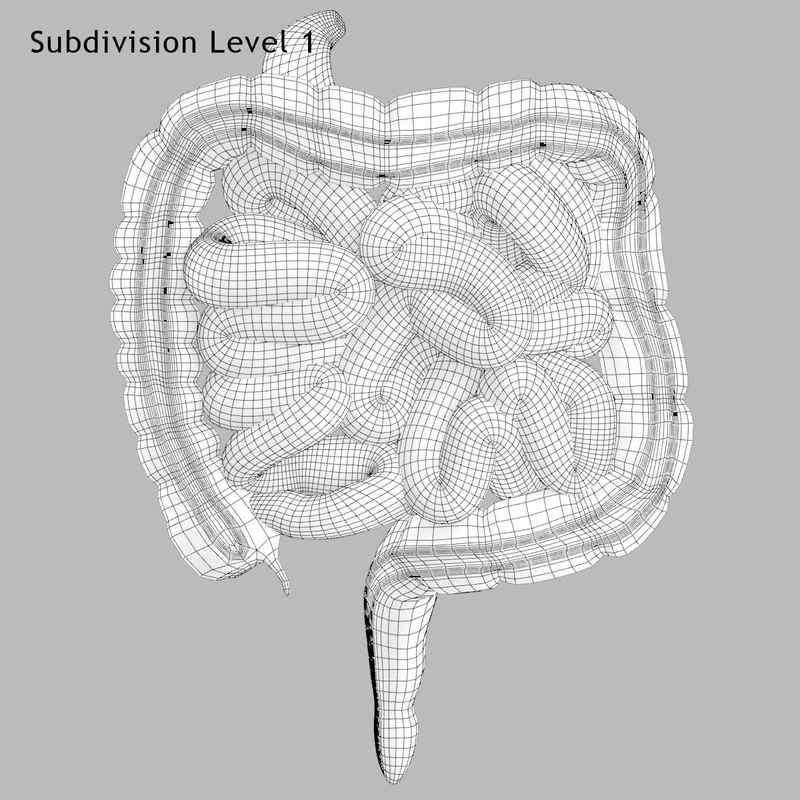 3d Intestine Small Large Model