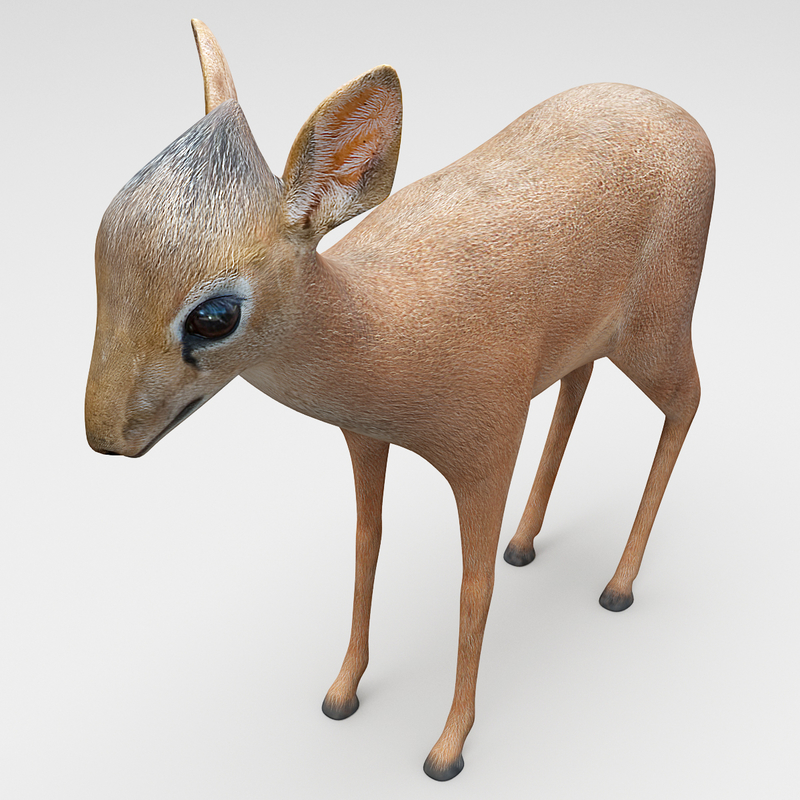 3d kirk s dikdik model