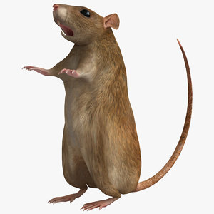 rat modelled 3d model