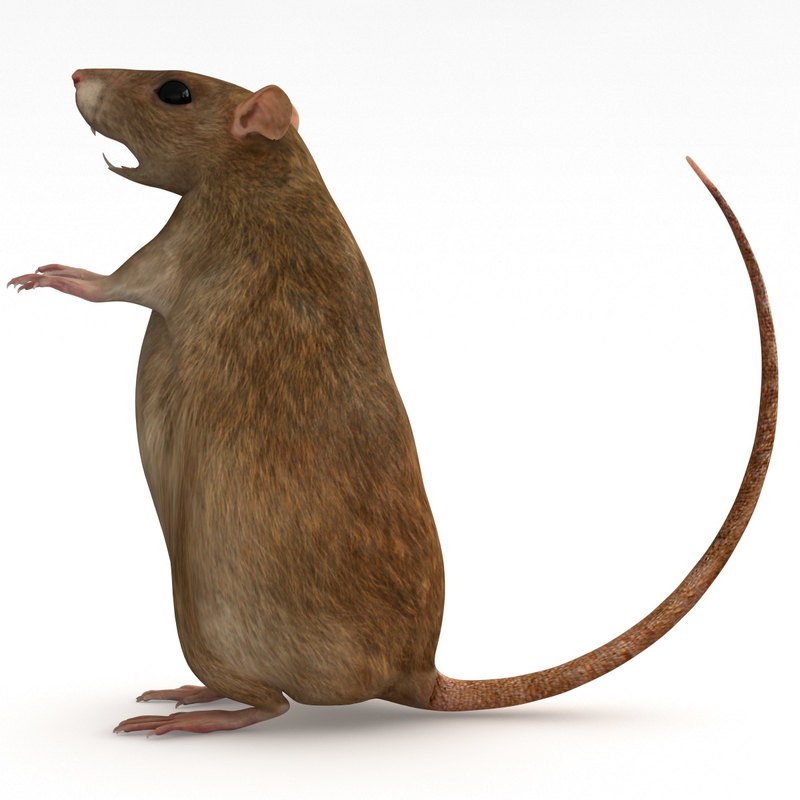 rat miniature figure