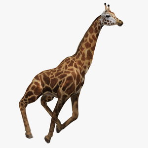 ma giraffe fur tongue animation