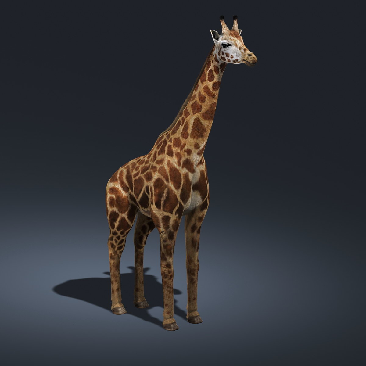 长颈鹿(动画)(fur)3d模型